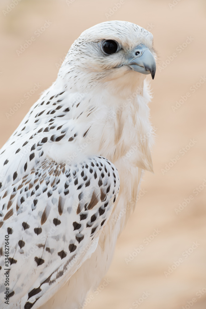 Fototapeta premium Falconry Photos