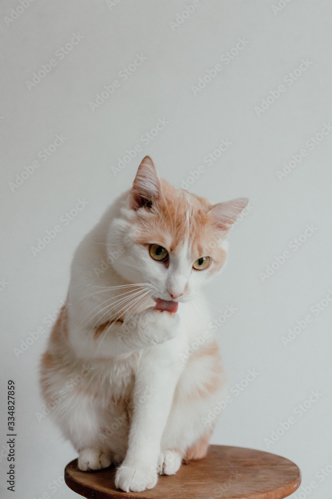 Portrait of domestic red cat. Cute young cat sitting in front and looking at camera. Curious young orange striped kitty isolated on white background.