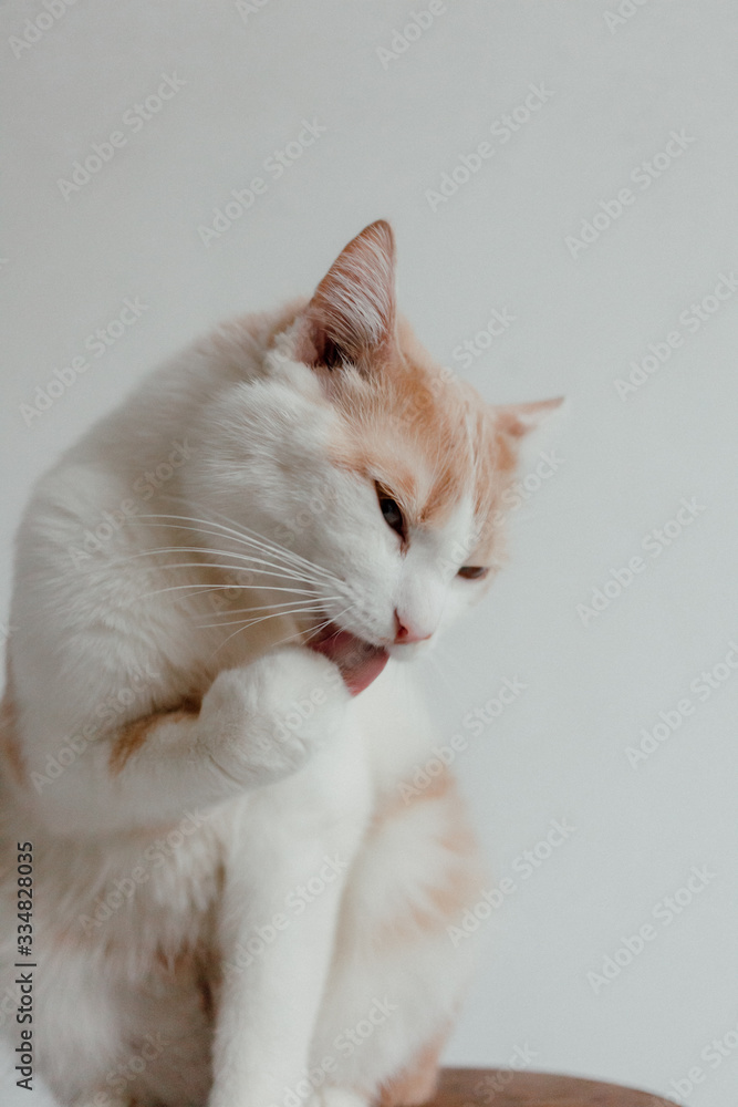 Portrait of domestic red cat. Cute young cat sitting in front and looking at camera. Curious young orange striped kitty isolated on white background. Portrait of domestic red cat. Cute young cat sitting in front and looking at camera. Curious young orange striped kitty isolated on white background.