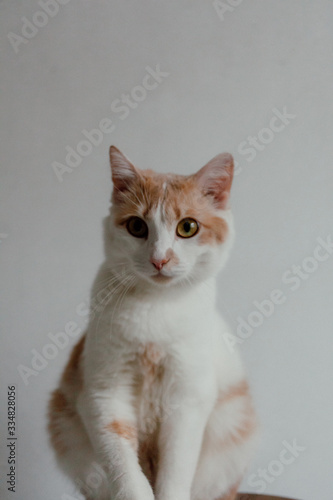 Portrait of domestic red cat. Cute young cat sitting in front and looking at camera. Curious young orange striped kitty isolated on white background.