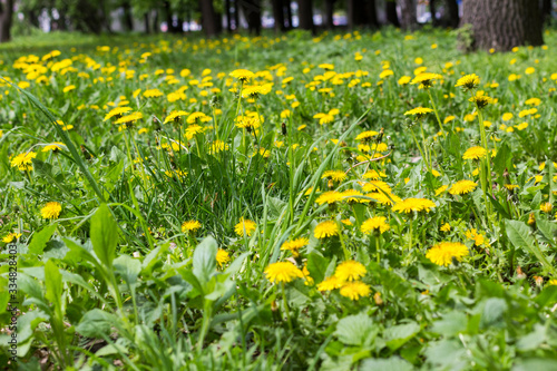 Meadow with yellow dandelions. Spring flowers.