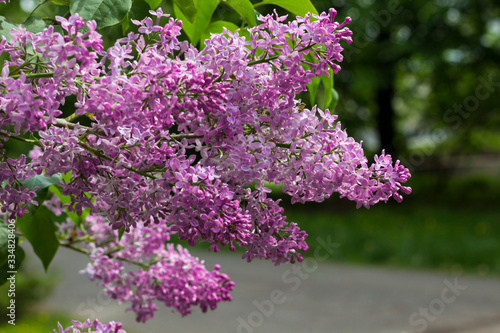 Branch of blooming lilac in park.