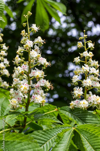 White flowers of chestnut tree on sunny day.