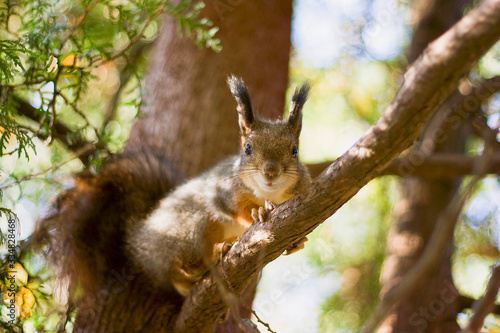 squirrel on tree © Dmitry