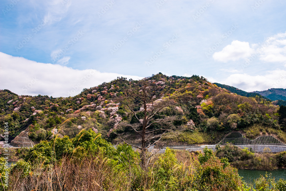 大分川ダムの山桜