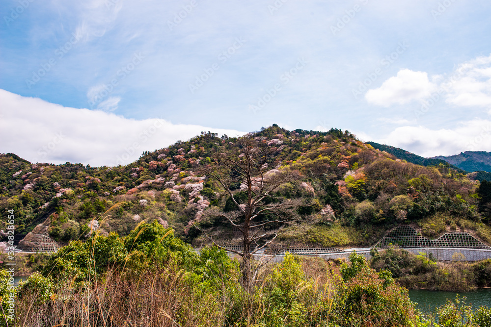 大分川ダムの山桜 大分川ダムの山桜