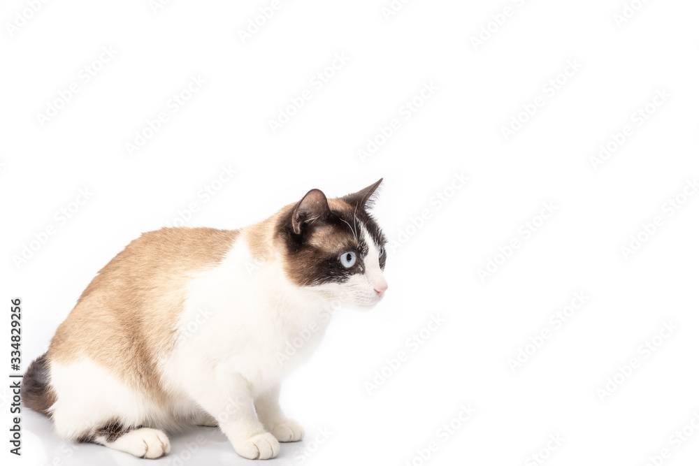 siamese cross cat and ragdoll sitting on white background