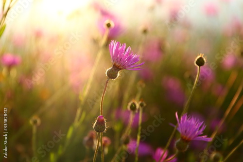 detailed picture of purple flowers standing in a field while the sun goes down