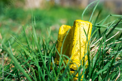 grass