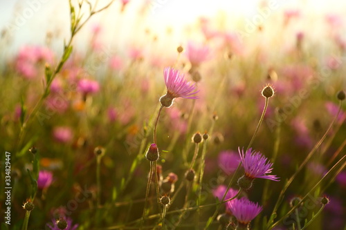 detailed picture of purple flowers standing in a field while the sun goes down © bestjeroen