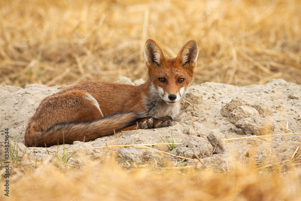 Fototapeta premium Beautiful young red fox, vulpes vulpes, lying on the ground and listening attentively. Adorable wild animal with orange fur and fluffy tail near its den. Mammal in nature from side view.