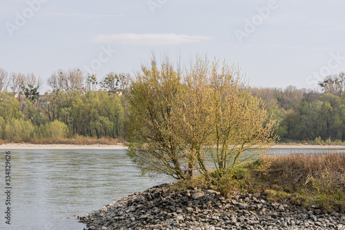 river in forest