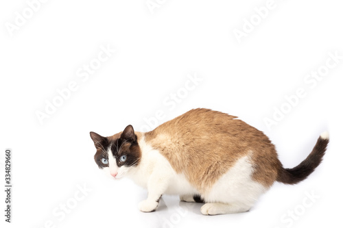 siamese cross cat and ragdoll sitting on white background photo