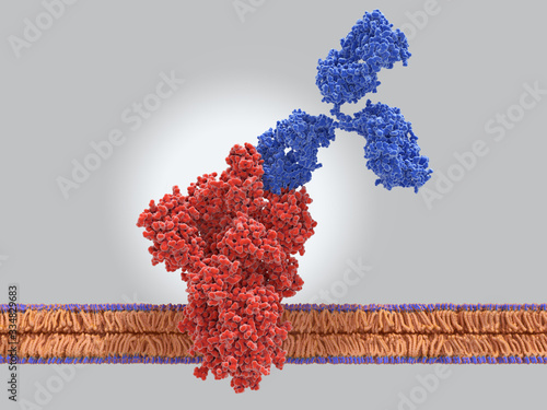 Antibody binding to the spike (S)-protein of the coronavirus
