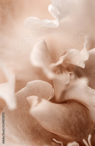 Abstract blurred floral background. Rose petals close-up. Color peach gelato.