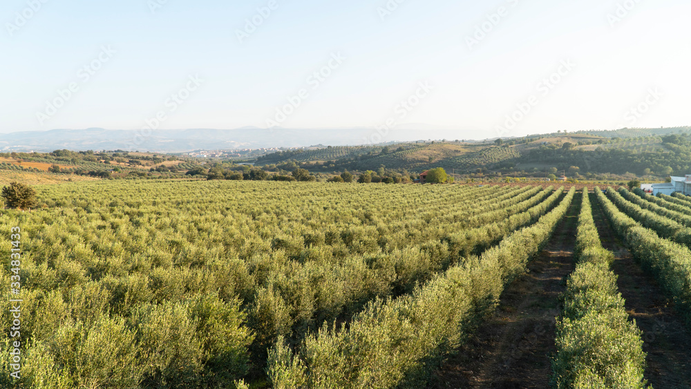 olive trees and natural background beautiful green scenery of olive farm