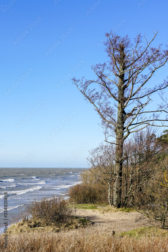 one leafless tree in winter by the sea