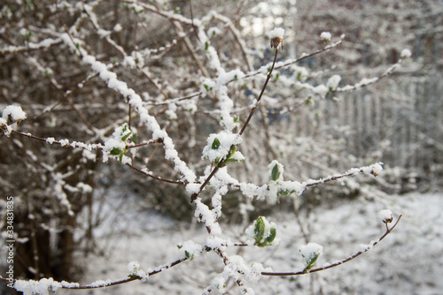 spring green buds and leaves covered with snow © aga7ta