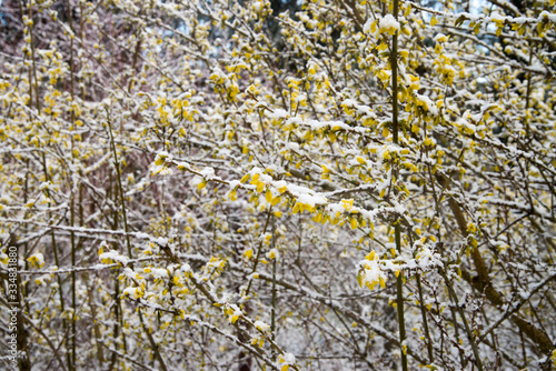 forsythia flowers covered with snow