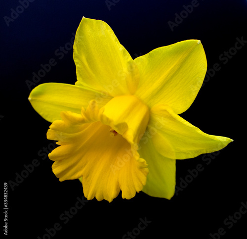 Isolated Daffodil Flower Head ON Black Background