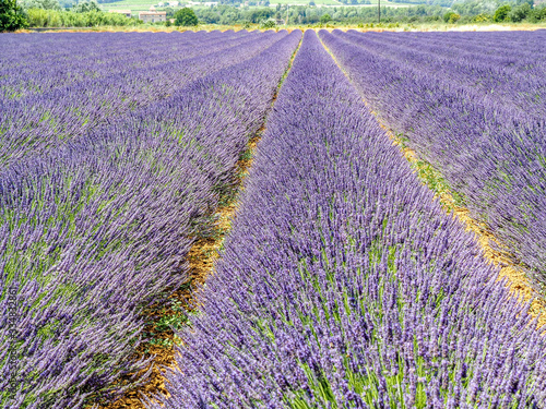  Magnificent purple rows of lavender fields in Provence, France.