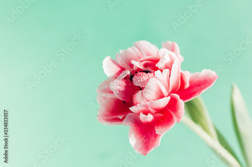 Beautiful tulip flower on a turquoise background