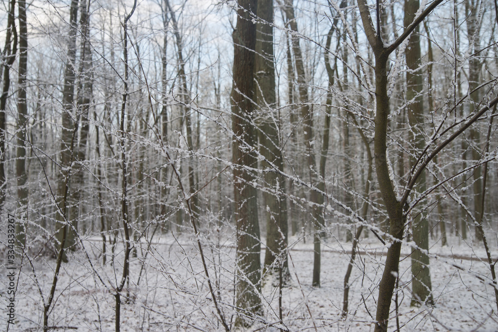 trees branches covered with snow trees branches covered with snow