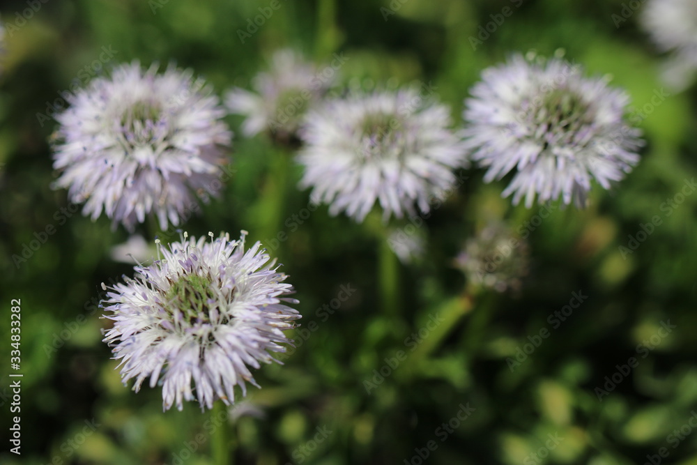 kulnik sercolistny globularia cordifolia kulnik sercolistny globularia cordifolia