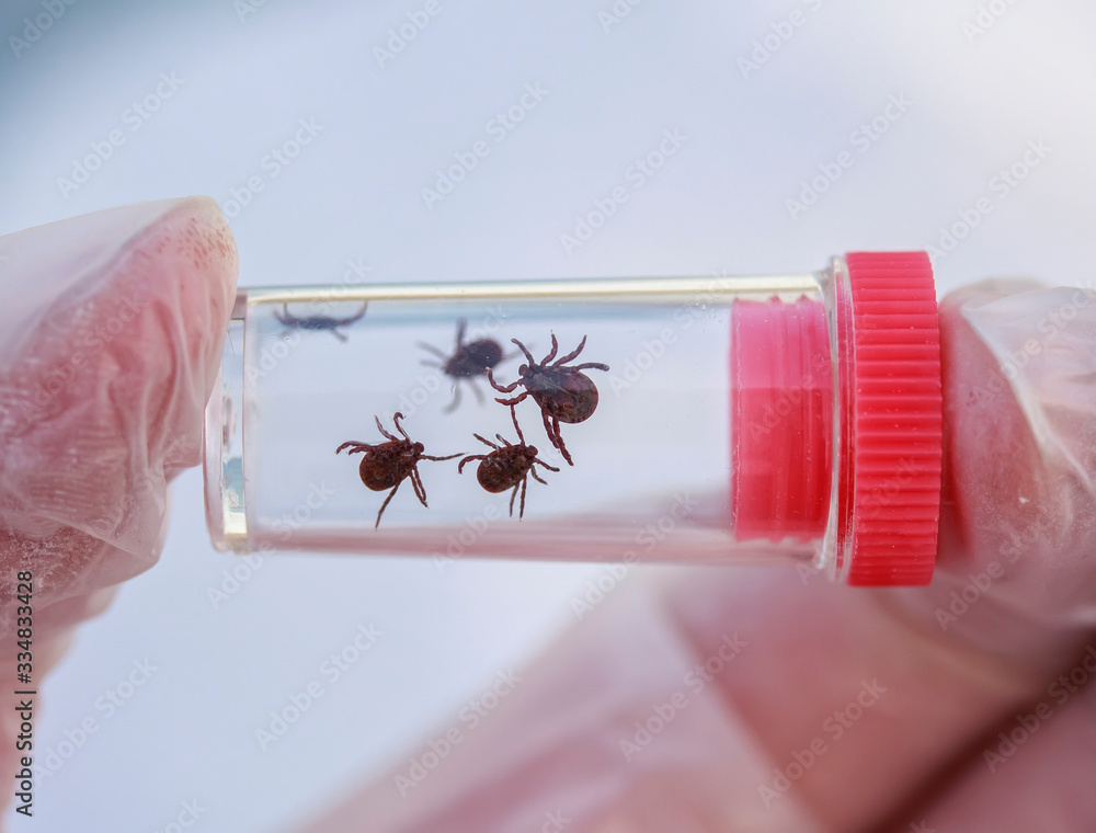 hand in gloves holding small dangerous insects ticks caught in a test tube for research in the laboratory to detect the disease - obrazy, fototapety, plakaty 