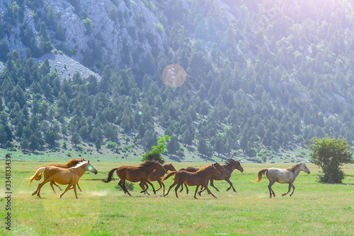 Fototapete galloping wild horses in nature