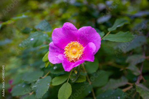 Wild Wood's Rose