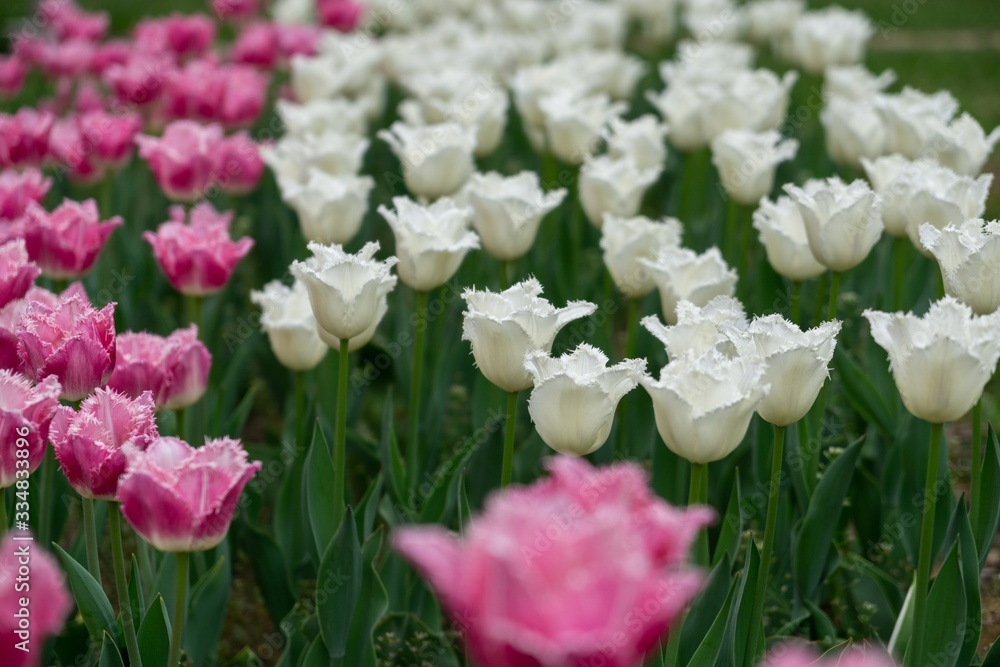 Tulip flowers and other spring flowers in grass in garden. Tulip flowers and other spring flowers in grass in garden.