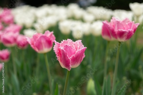 Tulip flowers and other spring flowers in grass in garden.