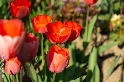 Tulip flowers and other spring flowers in grass in garden.