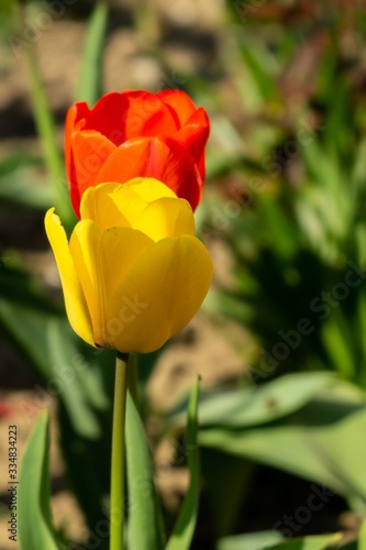 Tulip flowers and other spring flowers in grass in garden.