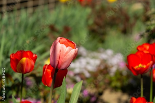 Tulip flowers and other spring flowers in grass in garden.