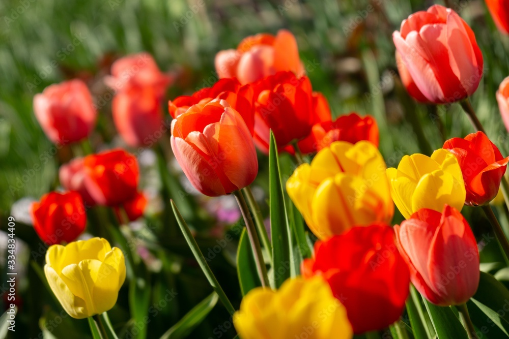 Tulip flowers and other spring flowers in grass in garden. Tulip flowers and other spring flowers in grass in garden.