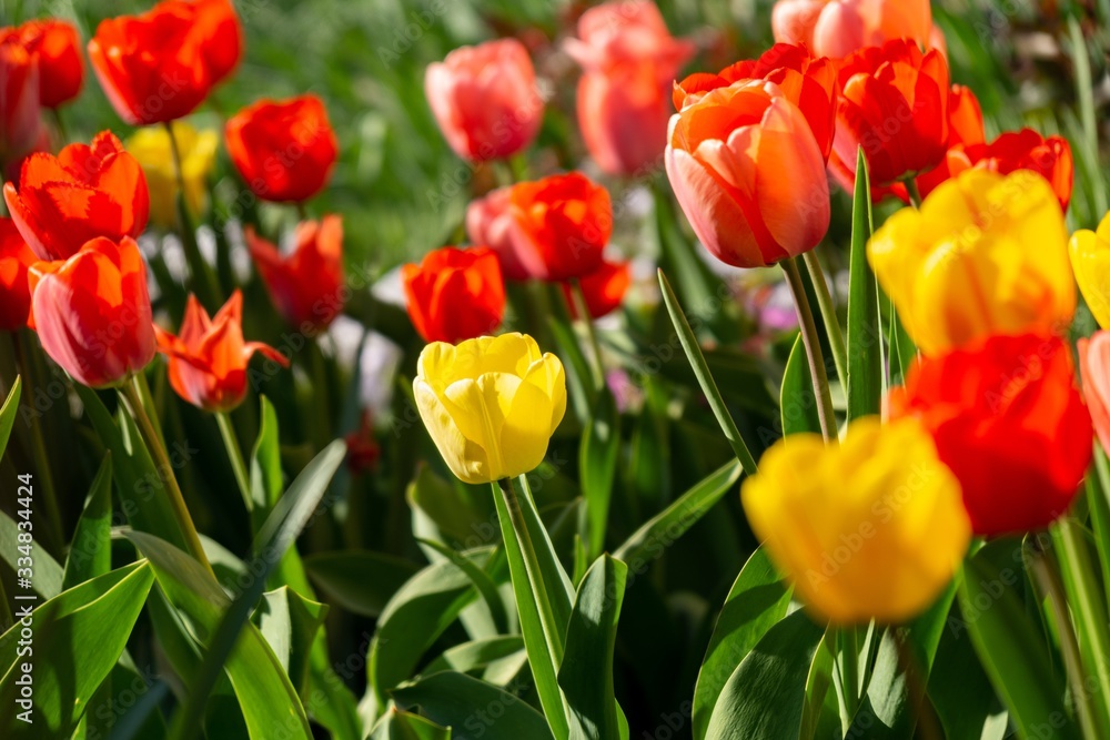 Tulip flowers and other spring flowers in grass in garden. Tulip flowers and other spring flowers in grass in garden.