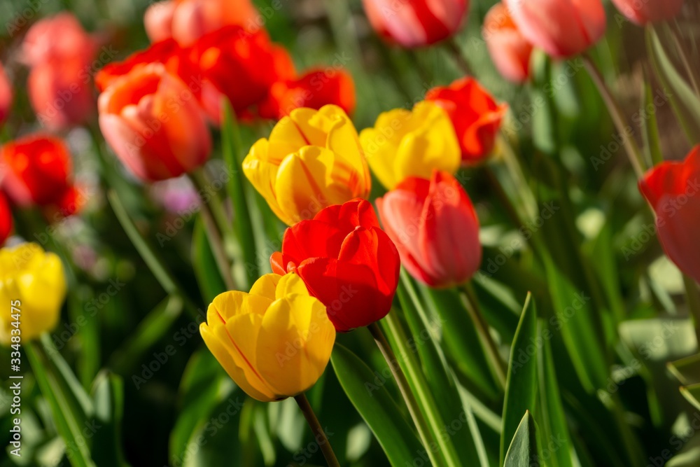 Tulip flowers and other spring flowers in grass in garden. Tulip flowers and other spring flowers in grass in garden.