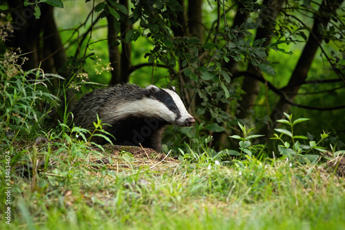 European badger, meles meles, coming out of forest on green meadow in summer. Animal with black and white head looking outside from behind trees with copy space