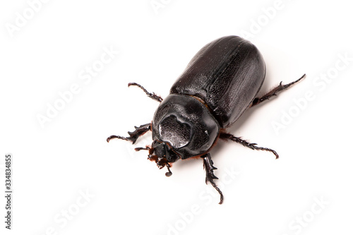 Photo Beetles in nature ,Rhino beetle (Dynastinae) isolated on white background stock