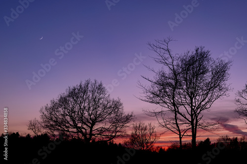 Tree silhouette at sunset with Waxing Crescent Moon