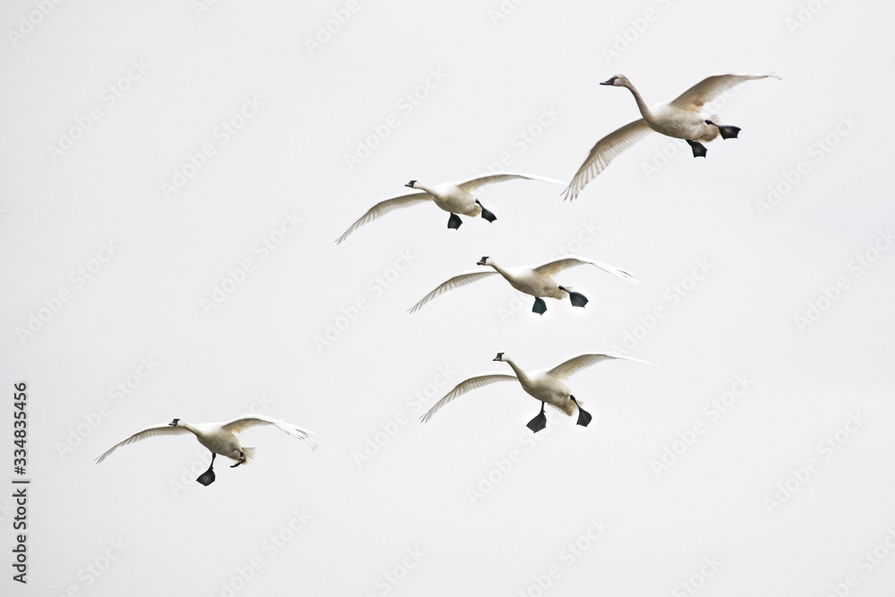 Fototapeta premium Tundra Swans Landing