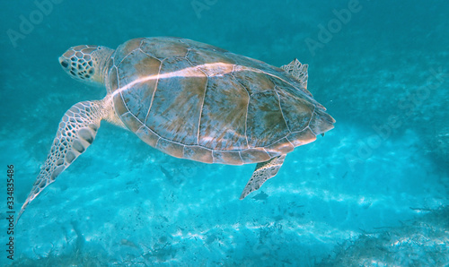 Slika na platnu Swimming Turtle