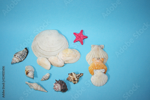 the sea shells on the blue background