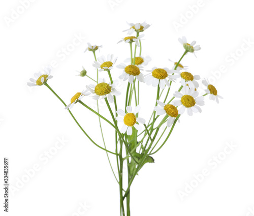 Fototapeta Naklejka Na Ścianę i Meble -  Bunch of beautiful chamomile flowers on white background