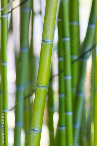 Fototapeta Naklejka Na Ścianę i Meble -  Juicy green bamboo. Green bamboo stems on soft blurred background. Juicy green plants. Beautiful natural botanical background