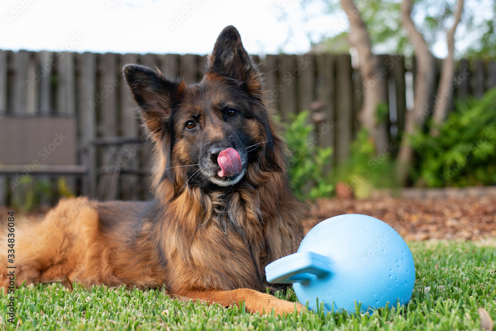 Blue long coat german shepherd online
