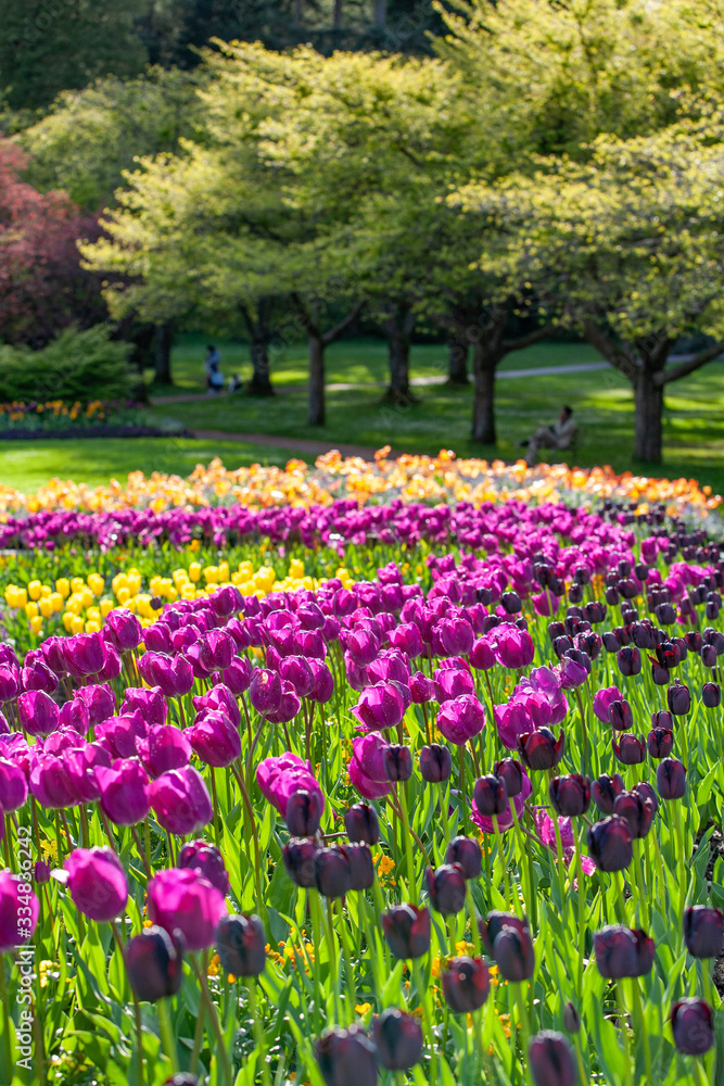 Tulips in Rose Garden, Stanley Park