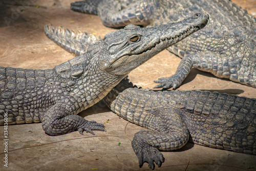 Young crocodiles crowching on each other